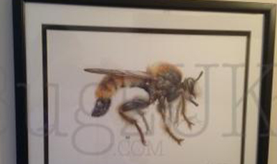 Pictures : Framed Print Laphria Flava In Colour