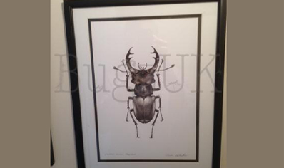 Pictures : Framed Print Lucanus Cervus