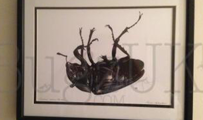 Pictures : Framed Print Lucanus Cervus (dead Female)