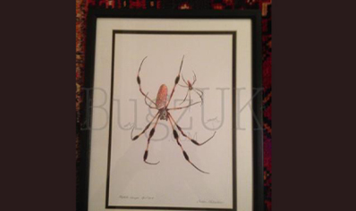 Pictures : Framed Print Nephila Clavipes