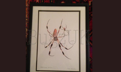 Pictures : Framed Print Nephila Clavipes