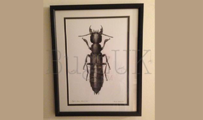 Pictures : Framed Print Ocypus Olens