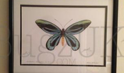 Pictures : Framed Print Ornithoptera Alexandrae Atavus In Colour