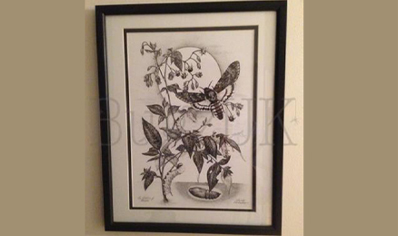 Pictures : Framed Print The Children Of Atropos ( Deaths Head Hawk Moth & Deadly Nightshade)