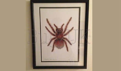 Pictures : Framed Print Theraphosa Blondi In Colour