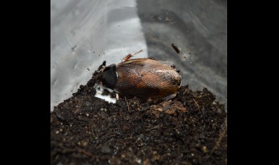 Pycnoscelus indicus - Indian cockroach (CB by BugzUK) sold in packs of 5