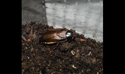 Pycnoscelus indicus - Indian cockroach (CB by BugzUK) sold in packs of 5