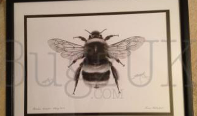 Pictures : Print Only Bombus Terrestris