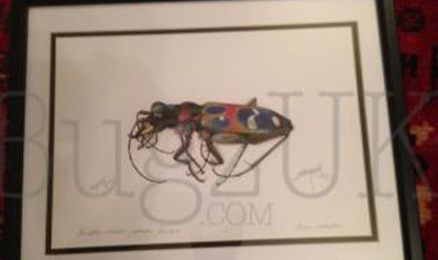 Pictures : Print Only Cicindela Chinensis Japonica In Colour
