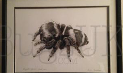 Pictures : Print Only Euryattus Bleekeri