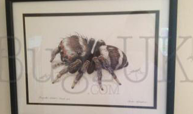 Pictures : Print Only Euryattus Bleekeri In Colour