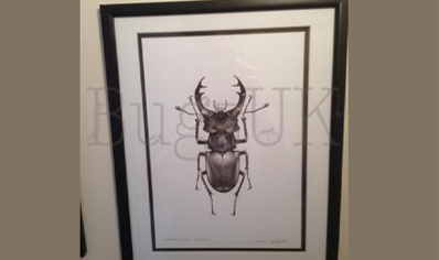 Pictures : Print Only Lucanus Cervus