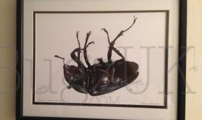 Pictures : Print Only Lucanus Cervus (dead Female)