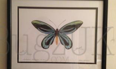 Pictures : Print Only Ornithoptera Alexandrae Atavus In Colour