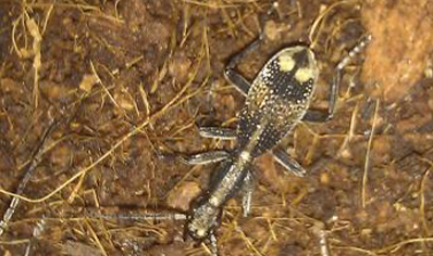 Tanzania Unknown Small Size Tiger Beetle