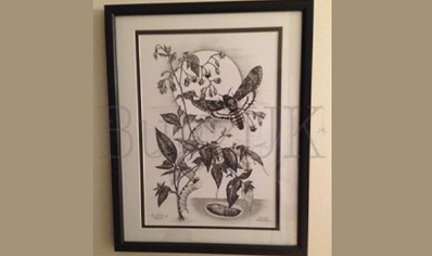 Pictures : Print Only The Children Of Atropos ( Deaths Head Hawk Moth & Deadly Nightshade)