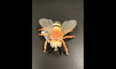Plastic Insects : Individual : Bee (over 3yr Old Only)