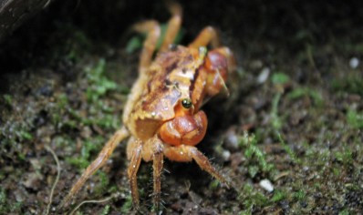 Metasesarma aubryi - Red Apple Crab