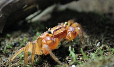 Metasesarma aubryi - Red Apple Crab - Males