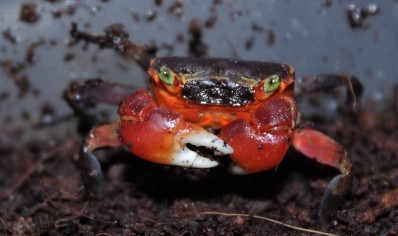 Metasesarma aubryi - Red Apple Crab - Males
