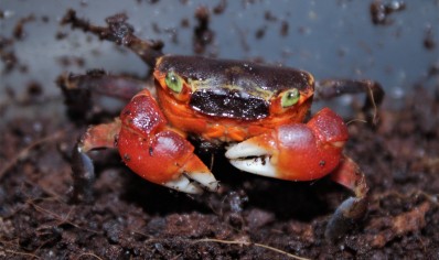 Metasesarma aubryi - Red Apple Crab - Males