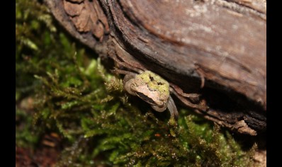 Metasesarma obesum - Marble Batik Crab