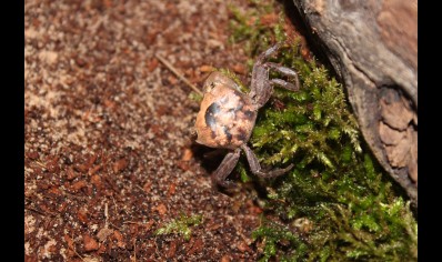 Metasesarma obesum - Marble Batik Crab