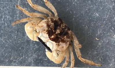 Metasesarma obesum - Marble Batik Crab 4 left