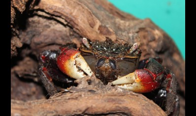 Neosarmatium smithi - Red Spider Crab