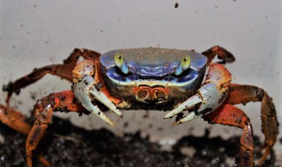 Cardisoma armatum -Rainbow Crab