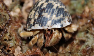 Coenobita Clypeatus common