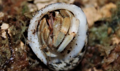 Coenobita Clypeatus common