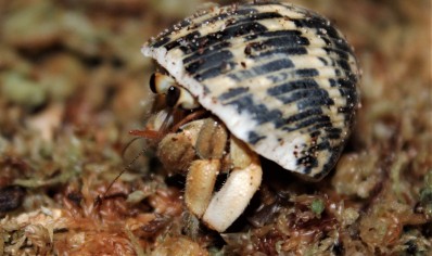 Coenobita clypeatus common
