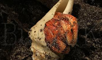 Coenobita Perlatus Strawberry hermit