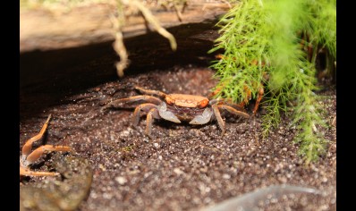 Geosesarma aristocratoensis - Red Carnaval Crab