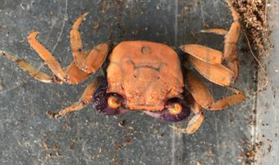 Geosesarma aristocratoensis - Red Carnaval Crab