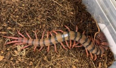 Scolopendra dehaani Vietnam Giant Orange Leg