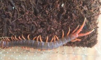 Scolopendra dehaani Vietnam Giant Orange Leg