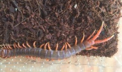 Scolopendra Dehaani Vietnam Giant Orange Leg