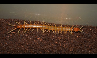 Scolopendra Longipes