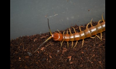 Scolopendra Longipes