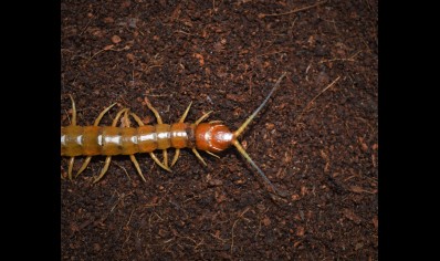 Scolopendra Longipes