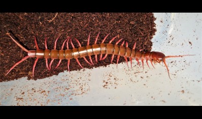 Scolopendra dehaani..cherry red