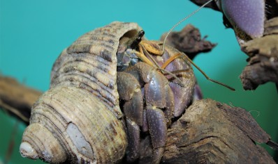 Coenobita brevimanus - Indo hermit crab - Group of 3 -  12 left
