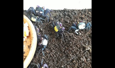 Geosesarma dennerle - Vampire Crab - Males left only *Special discount* 4 left