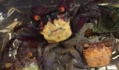 Geosesarma dennerle - Vampire Crab - Males left only *Special discount* 4 left