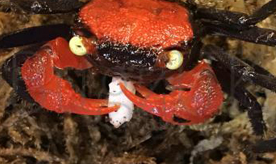 Geosesarma hagen - Red Devil Vampire Crab 1 left