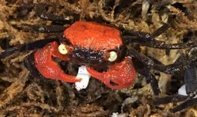Geosesarma hagen - Red Devil Vampire Crab 2 left males only
