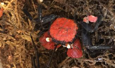 Geosesarma hagen - Red Devil Vampire Crab 8 left males only