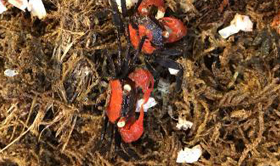 Geosesarma hagen - Red Devil Vampire Crab 8 left males only